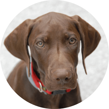 Brauner Hund mit rotem Halsband blickt in die Kamera